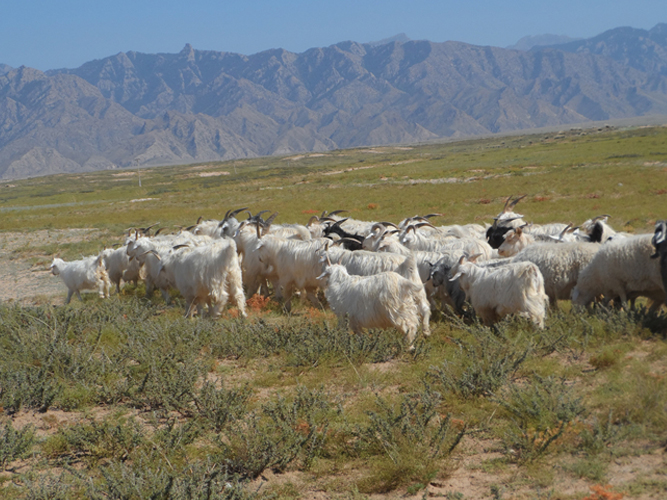 Pastoral areas